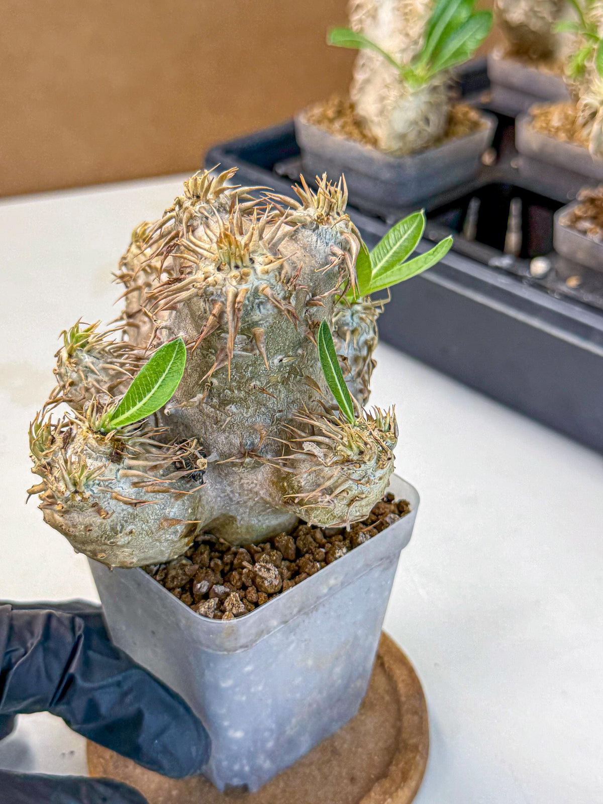 Brevicaule Baker (1) | Rare Plants