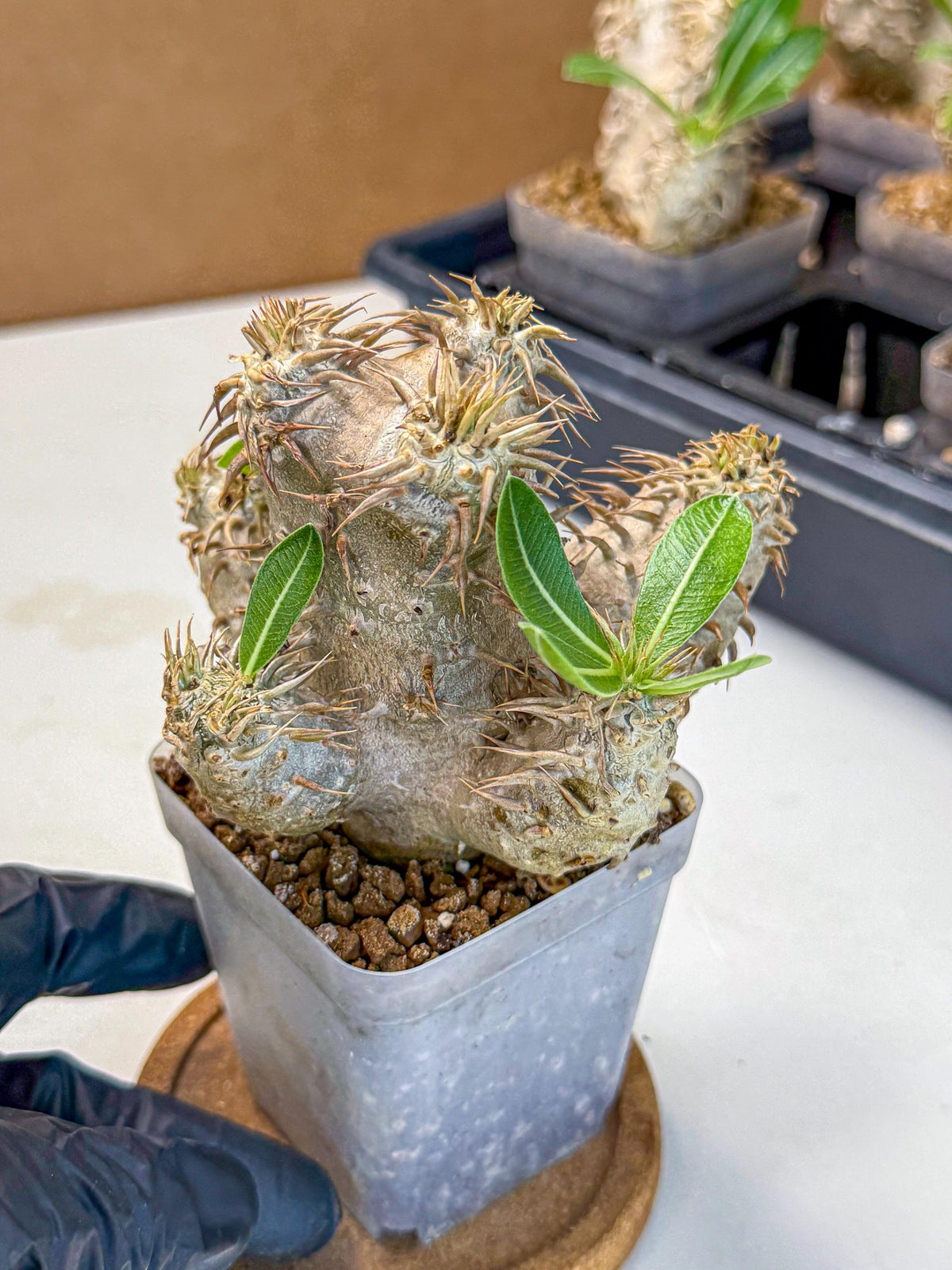 Brevicaule Baker (1) | Rare Plants