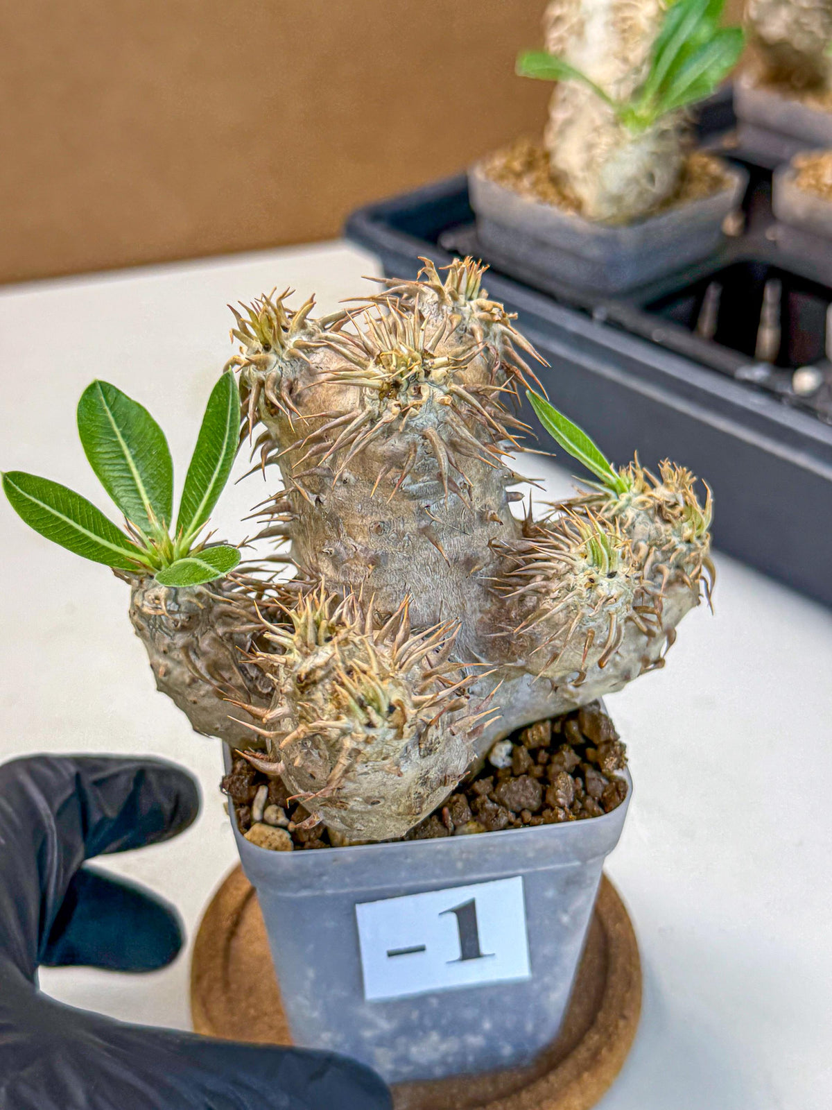 Brevicaule Baker (1) | Rare Plants