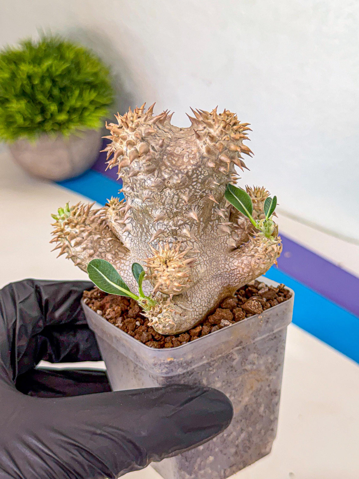 Brevicaule Baker (4) | Rare Plants