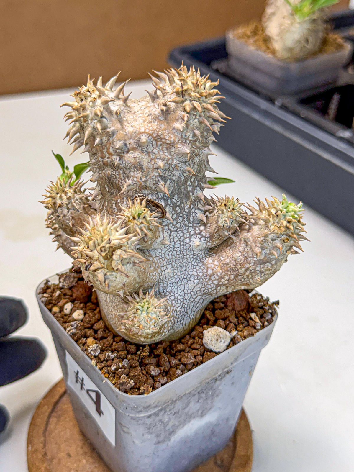 Brevicaule Baker (4) | Rare Plants