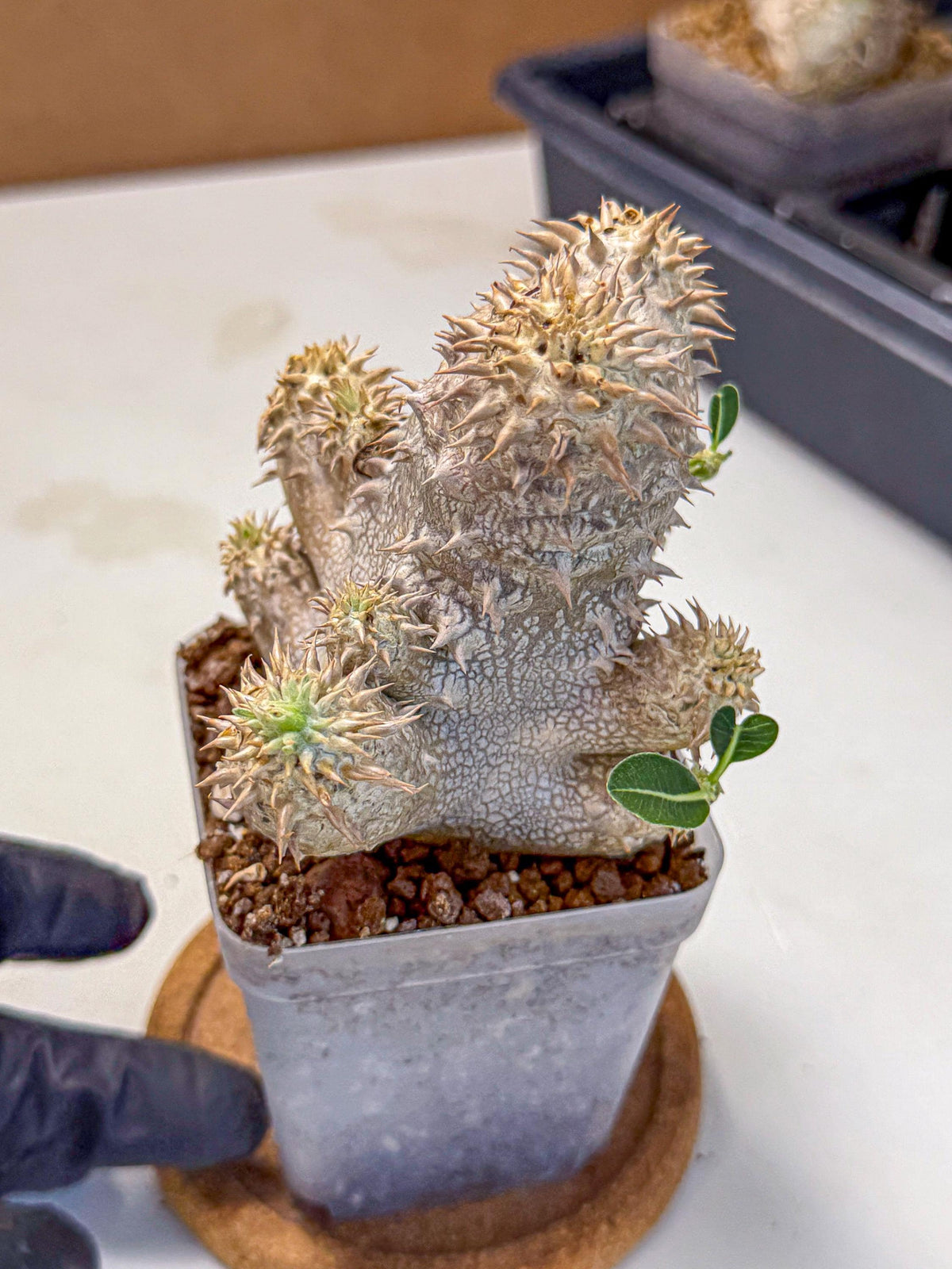 Brevicaule Baker (4) | Rare Plants