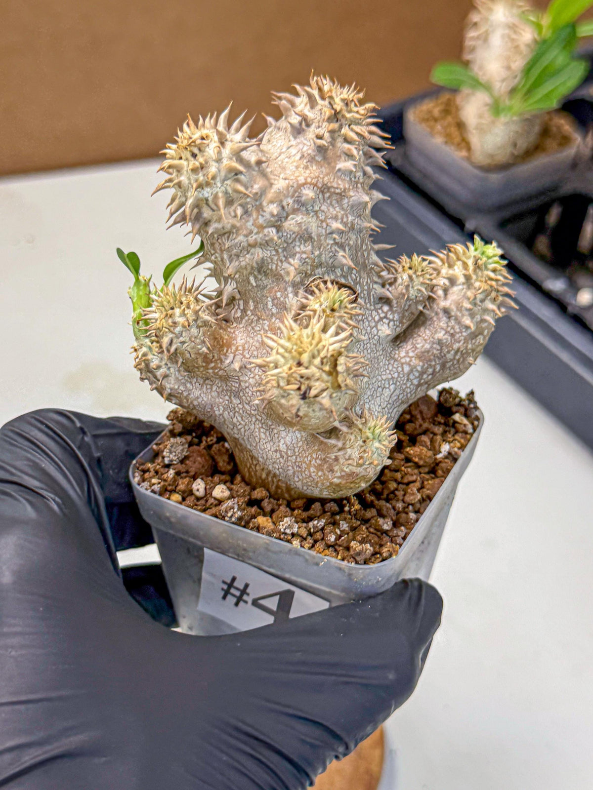 Brevicaule Baker (4) | Rare Plants
