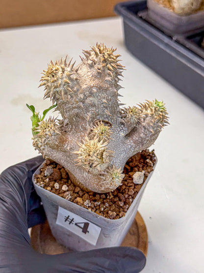 Brevicaule Baker (4) | Rare Plants