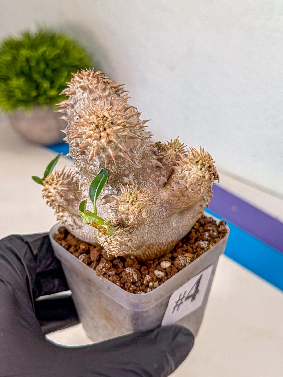 Brevicaule Baker (4) | Rare Plants