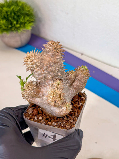 Brevicaule Baker (4) | Rare Plants