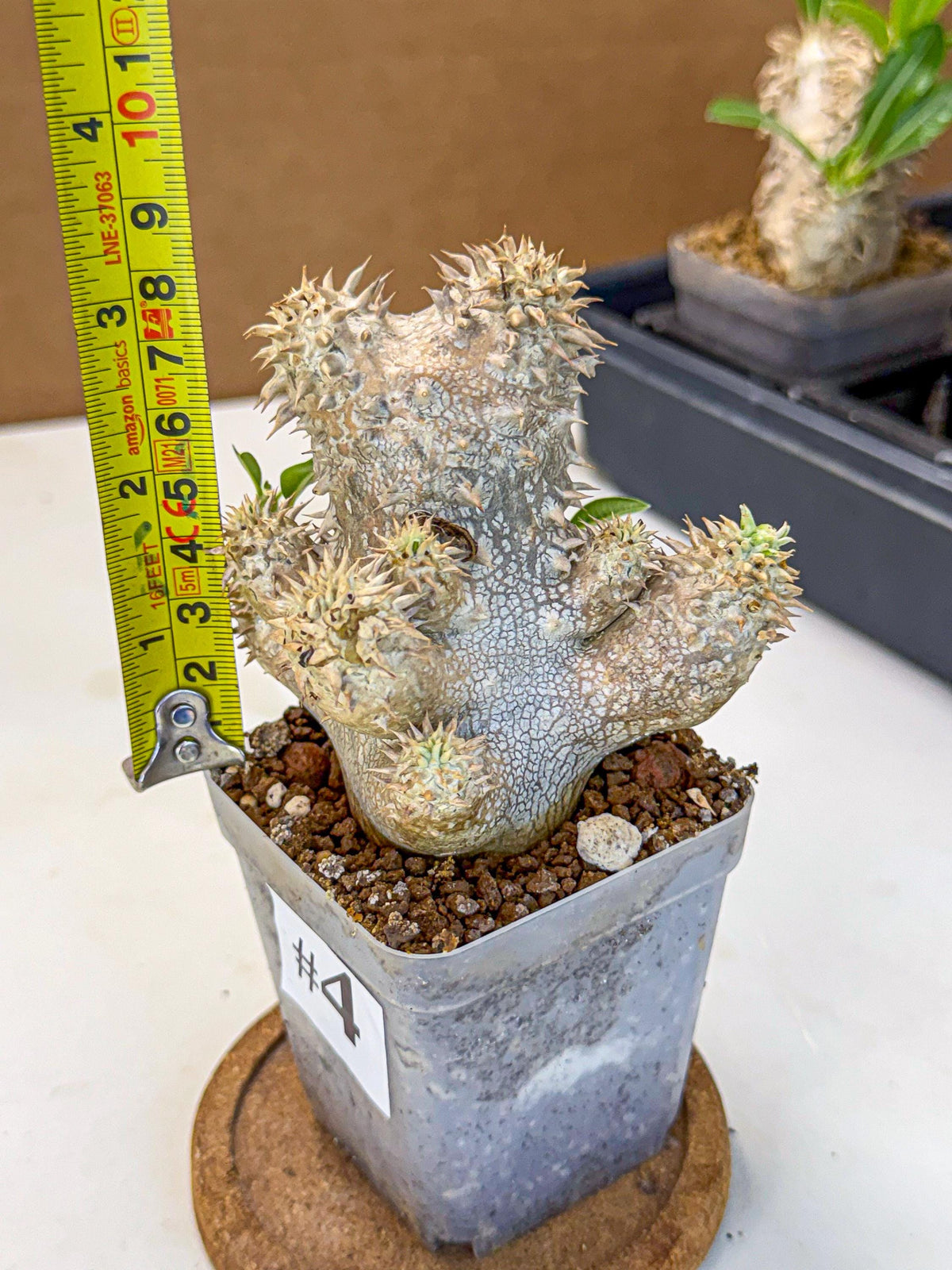 Brevicaule Baker (4) | Rare Plants