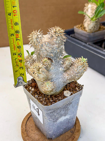 Brevicaule Baker (4) | Rare Plants
