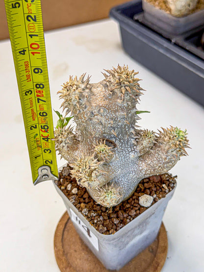 Brevicaule Baker (4) | Rare Plants