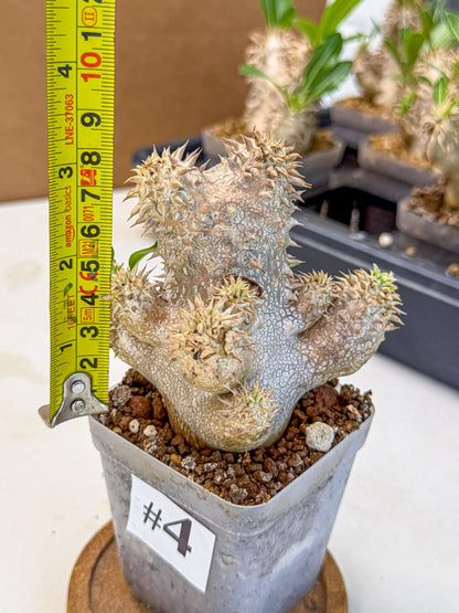 Brevicaule Baker (4) | Rare Plants