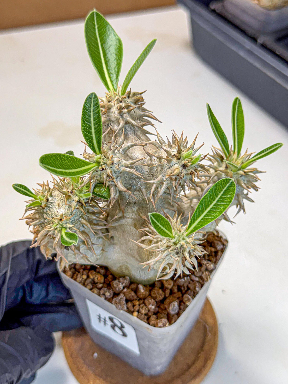 Brevicaule Baker (8) | Rare Plants