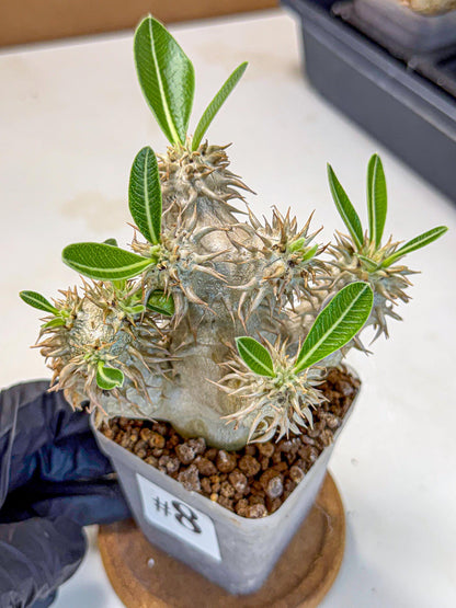Brevicaule Baker (8) | Rare Plants