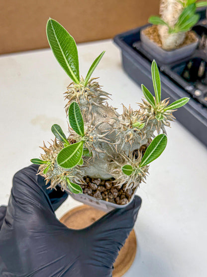 Brevicaule Baker (8) | Rare Plants