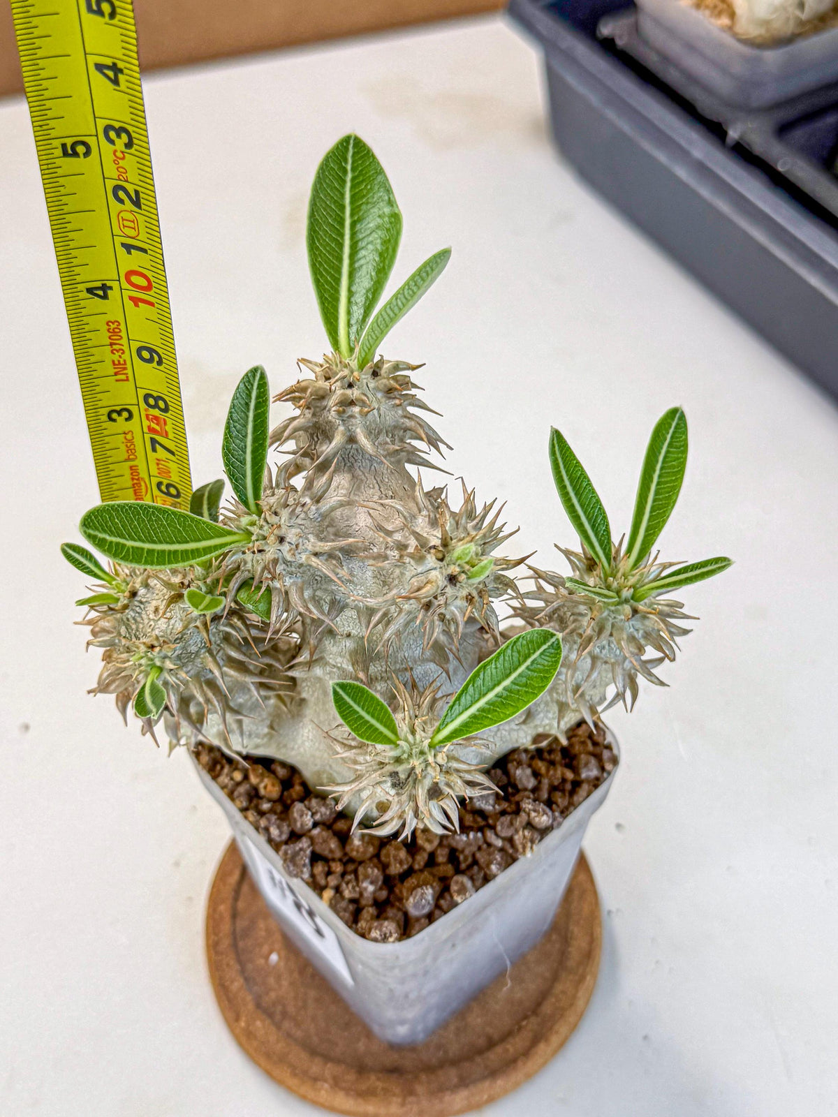 Brevicaule Baker (8) | Rare Plants