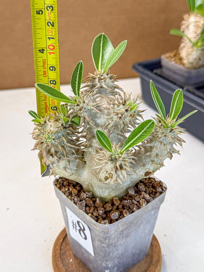 Brevicaule Baker (8) | Rare Plants