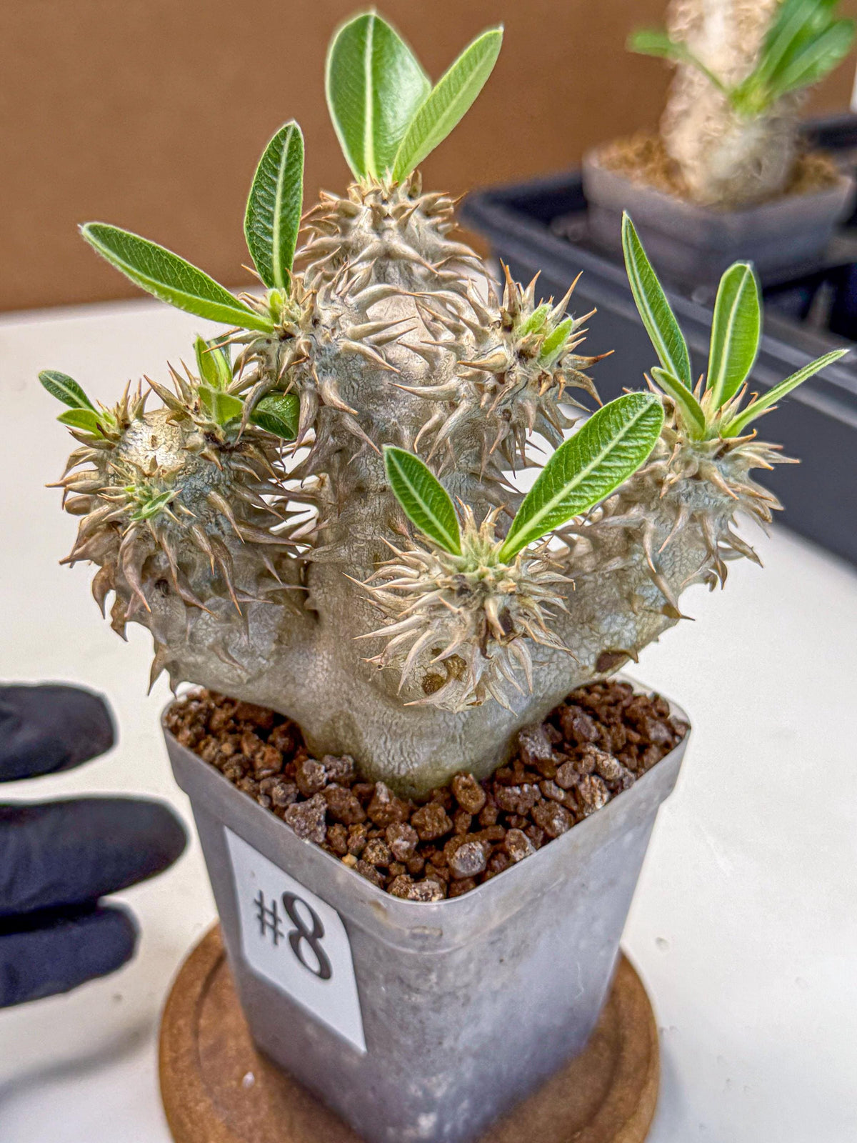 Brevicaule Baker (8) | Rare Plants