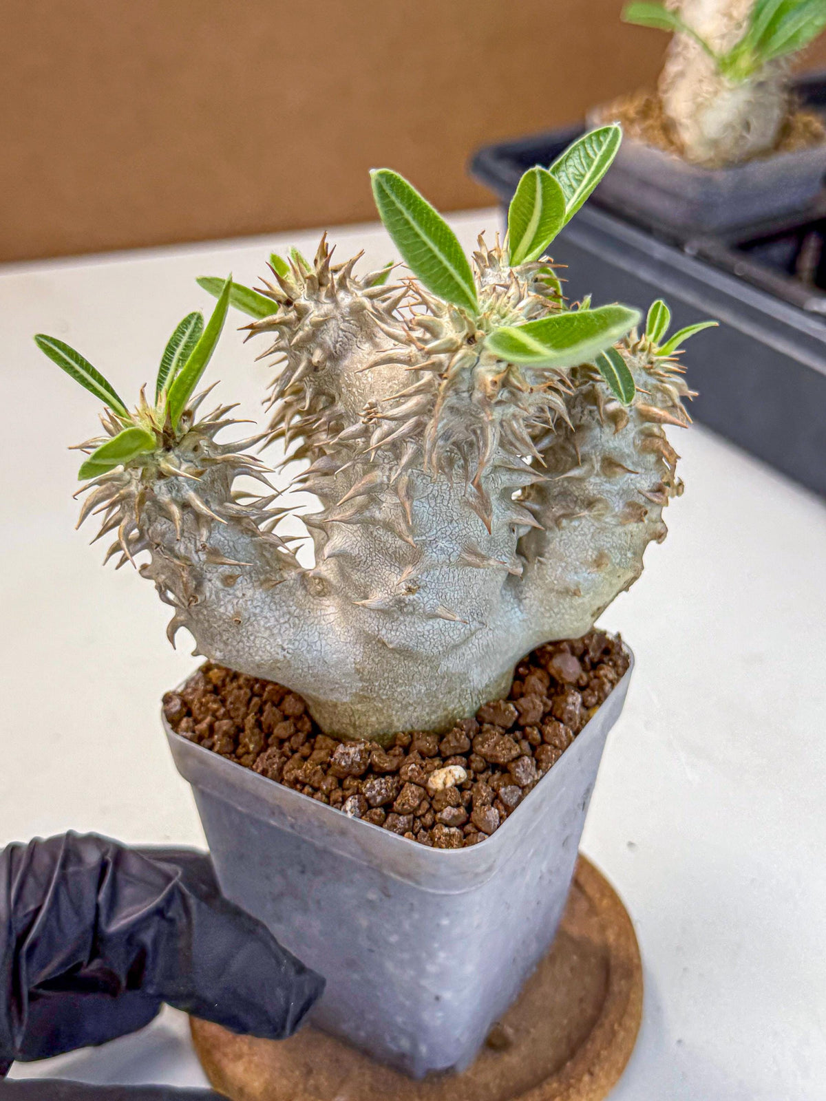 Brevicaule Baker (8) | Rare Plants