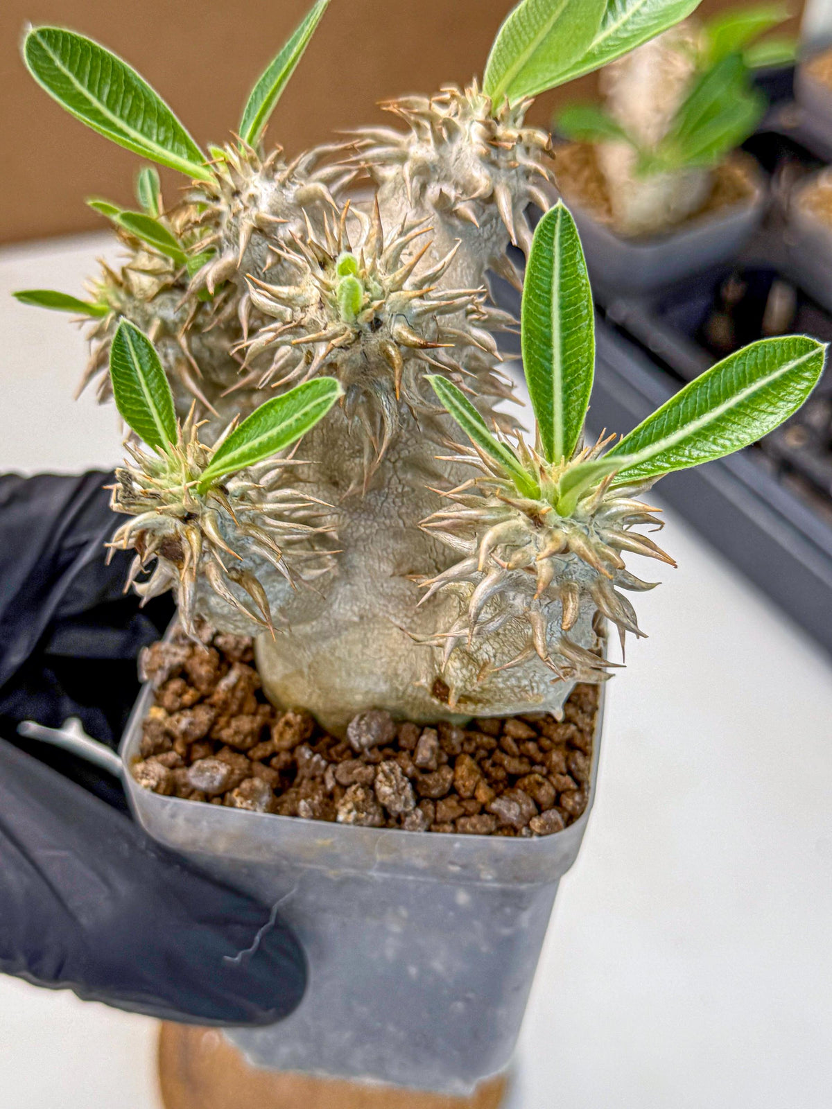 Brevicaule Baker (8) | Rare Plants