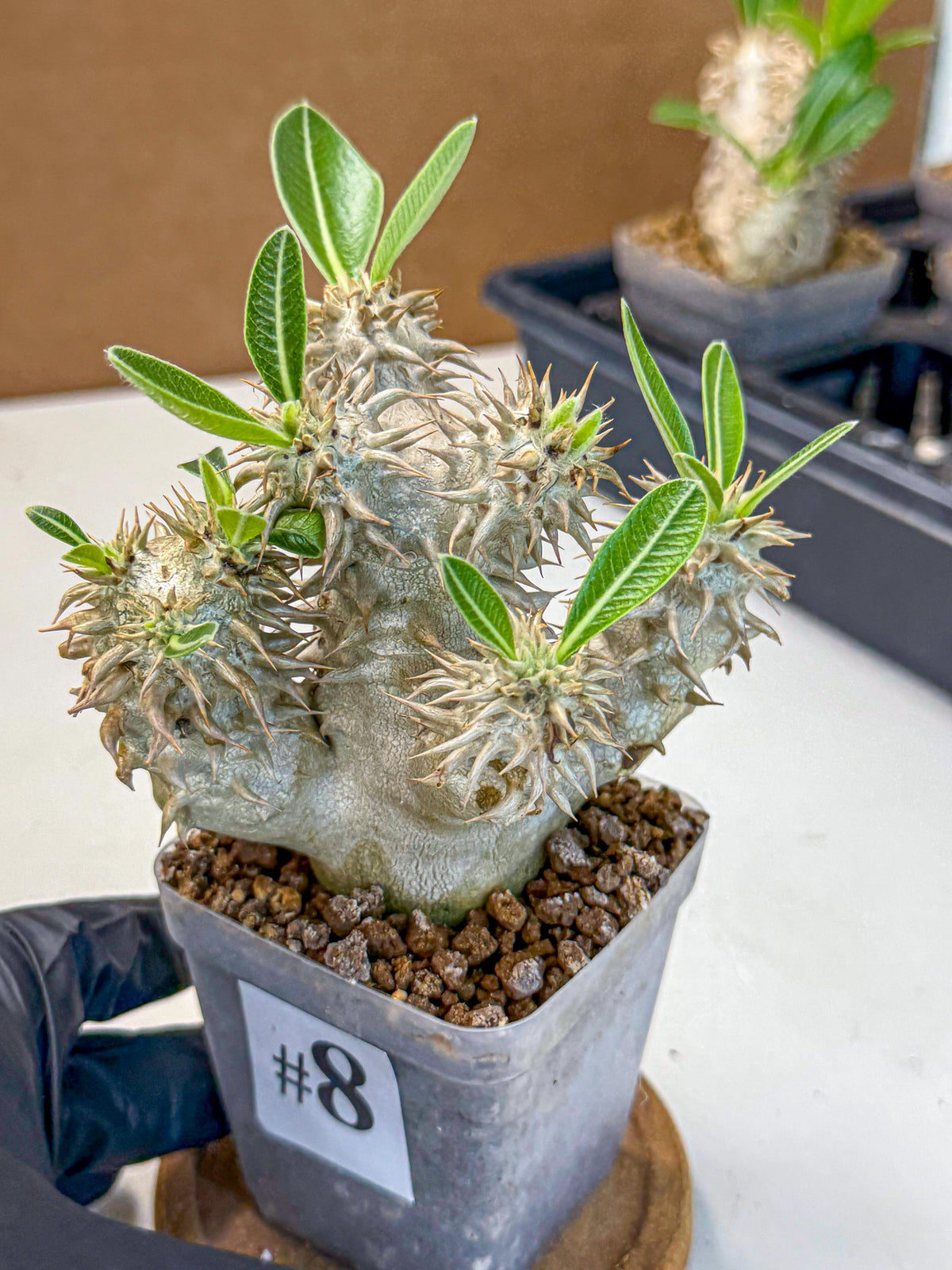 Brevicaule Baker (8) | Rare Plants