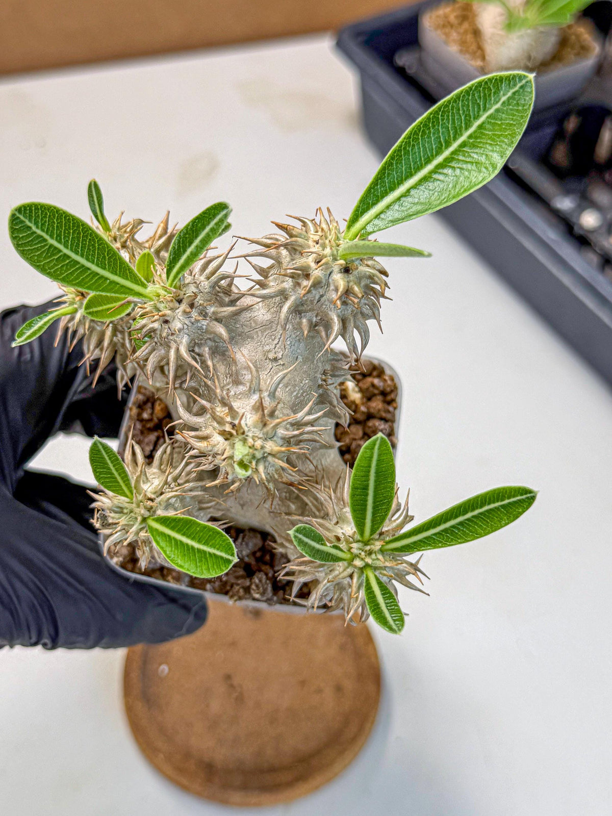 Brevicaule Baker (8) | Rare Plants