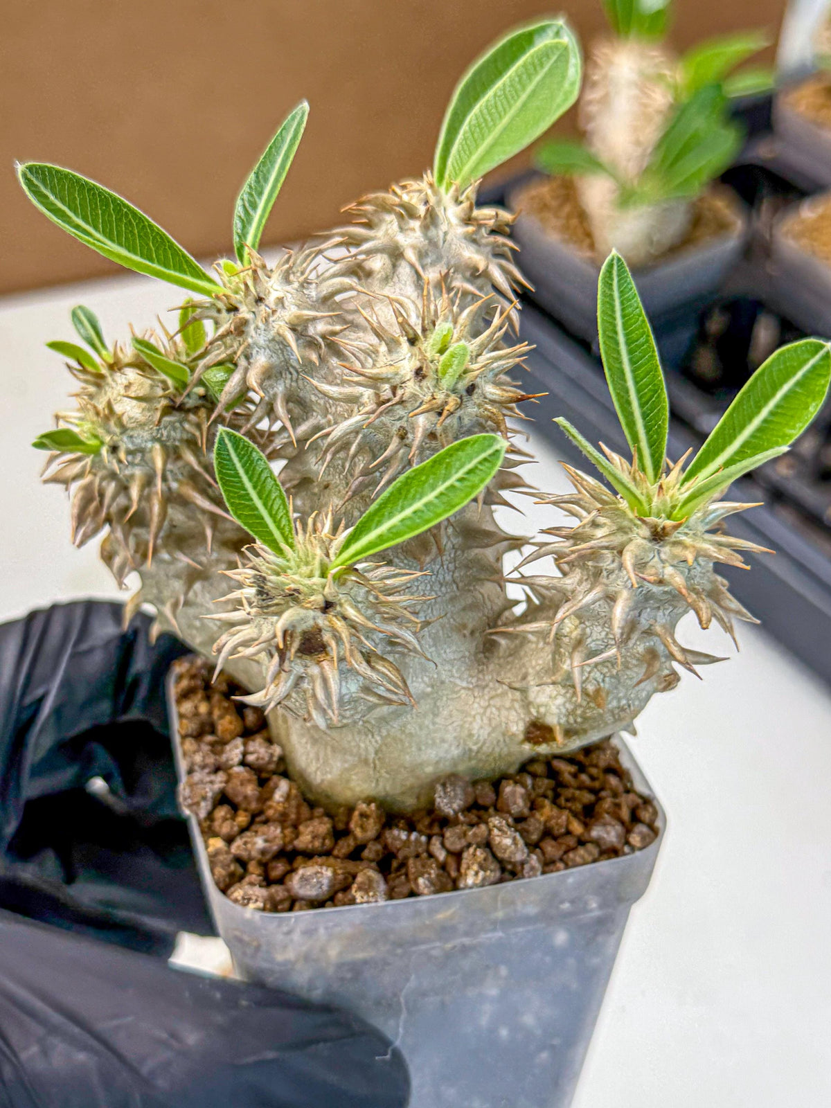 Brevicaule Baker (8) | Rare Plants