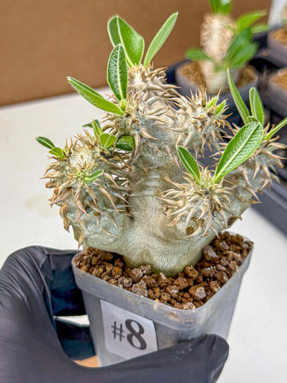 Brevicaule Baker (8) | Rare Plants