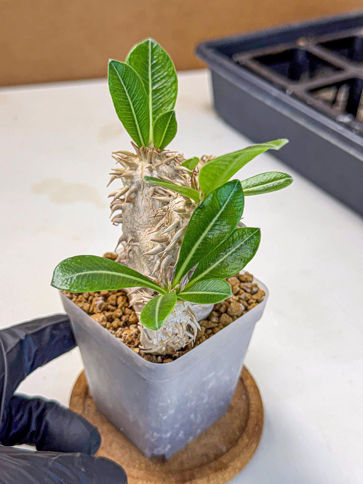 Brevicaule Baker (9) | Rare Plants