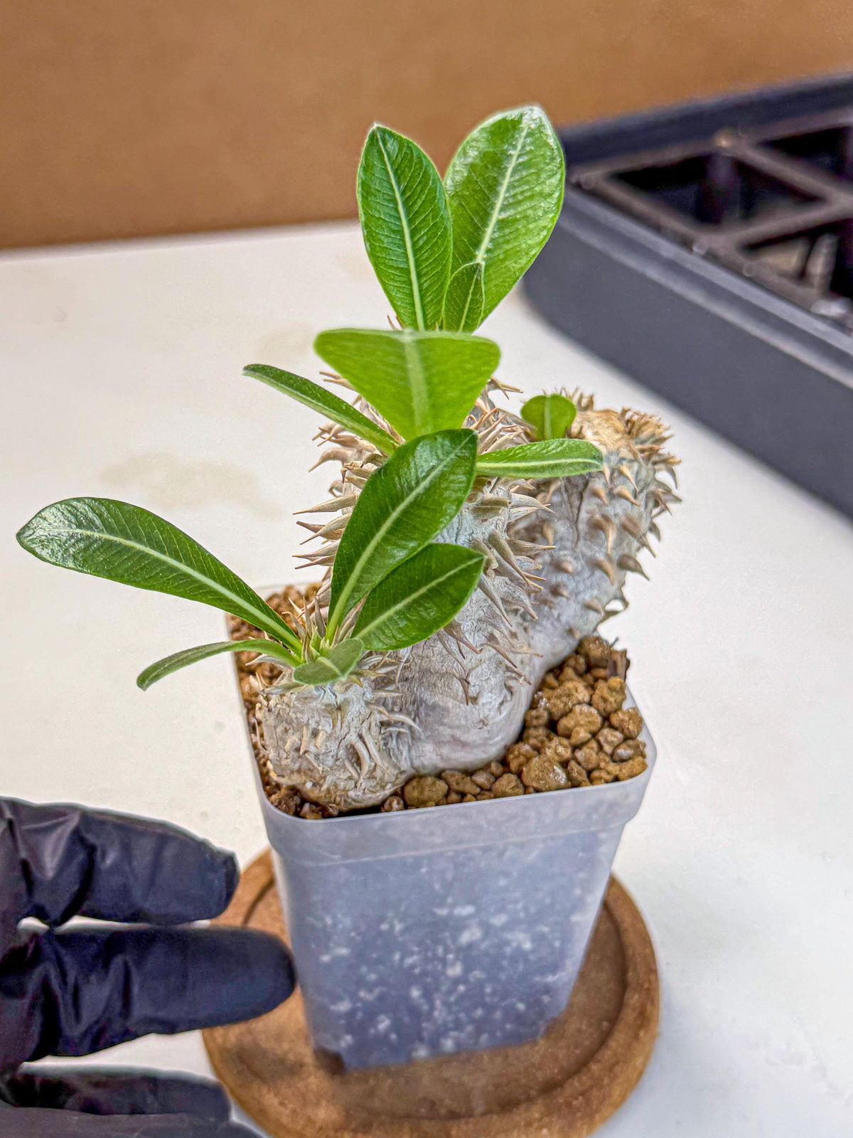 Brevicaule Baker (9) | Rare Plants