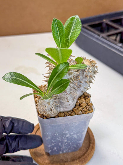 Brevicaule Baker (9) | Rare Plants