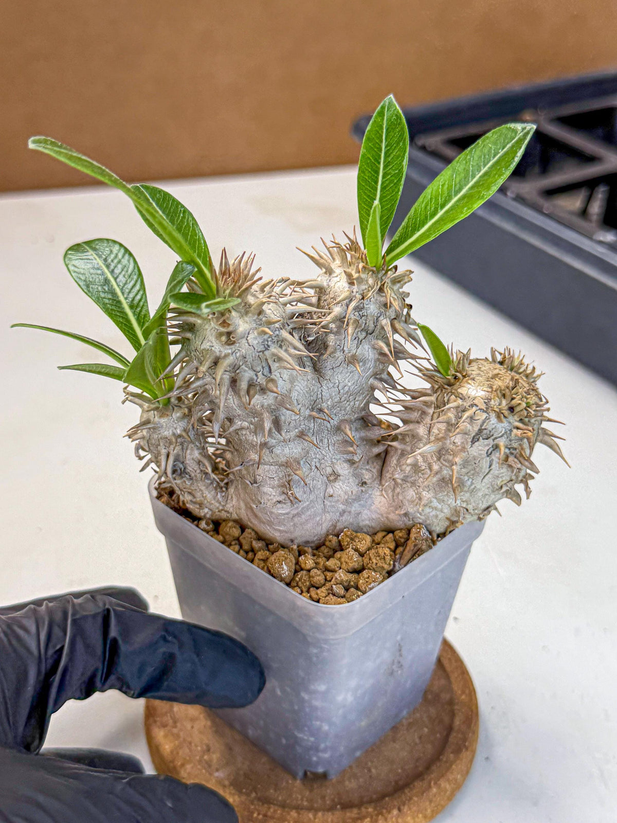 Brevicaule Baker (9) | Rare Plants