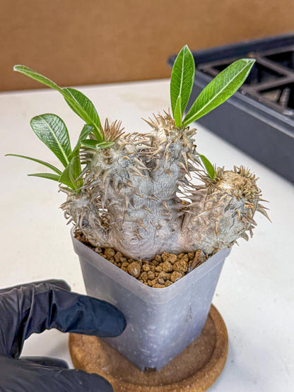 Brevicaule Baker (9) | Rare Plants