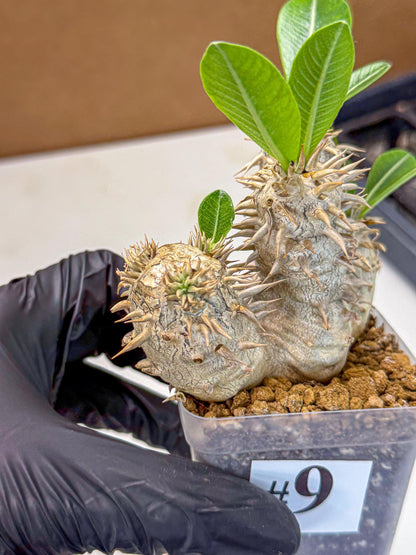 Brevicaule Baker (9) | Rare Plants
