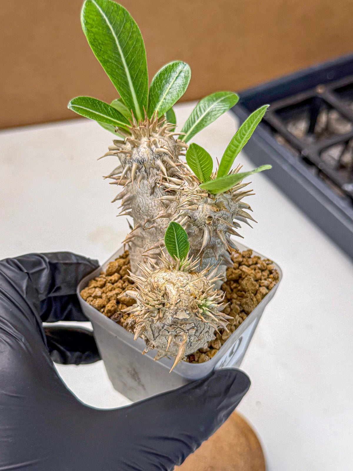 Brevicaule Baker (9) | Rare Plants