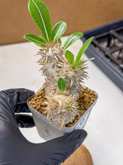 Brevicaule Baker (9) | Rare Plants