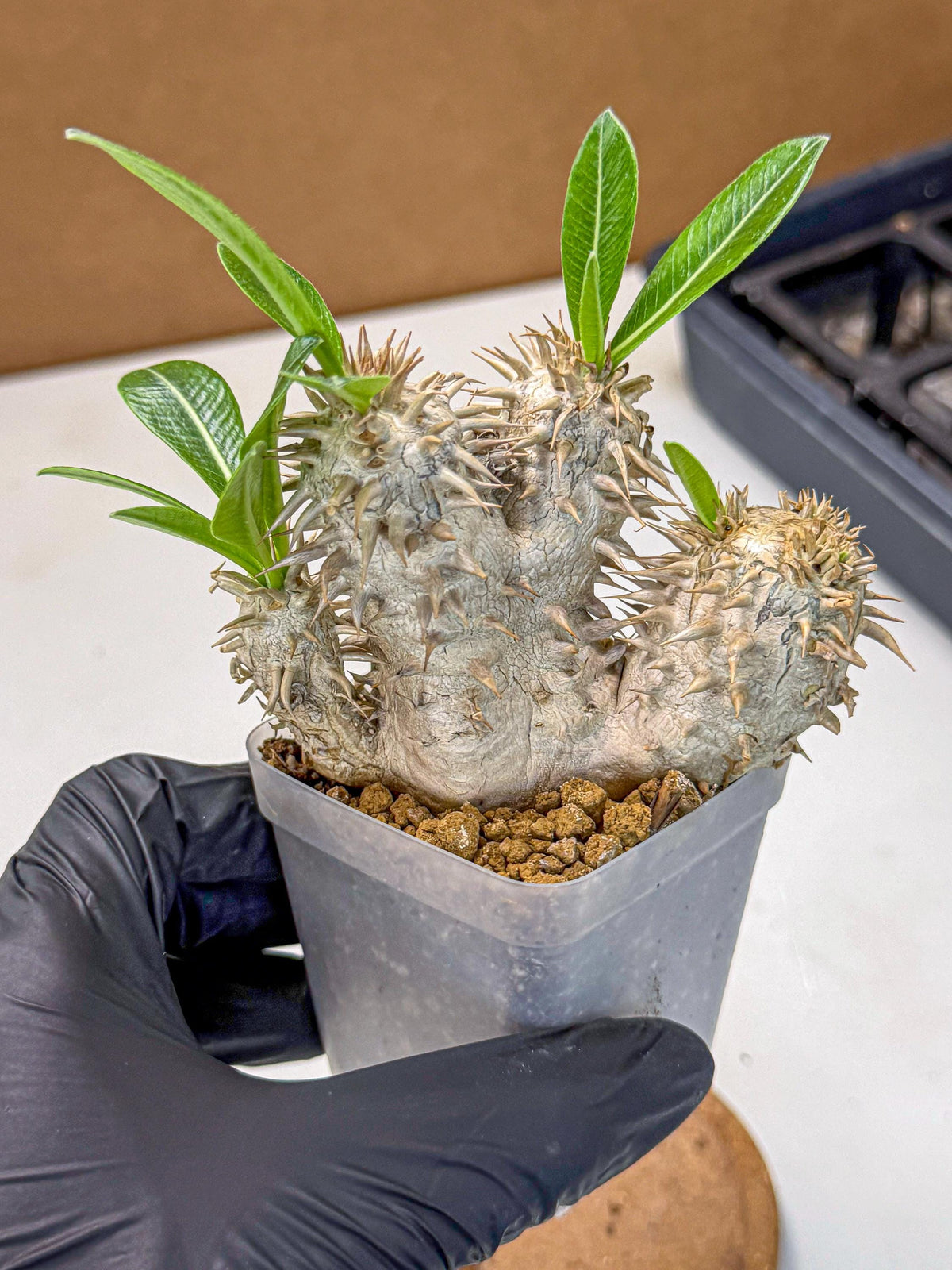 Brevicaule Baker (9) | Rare Plants