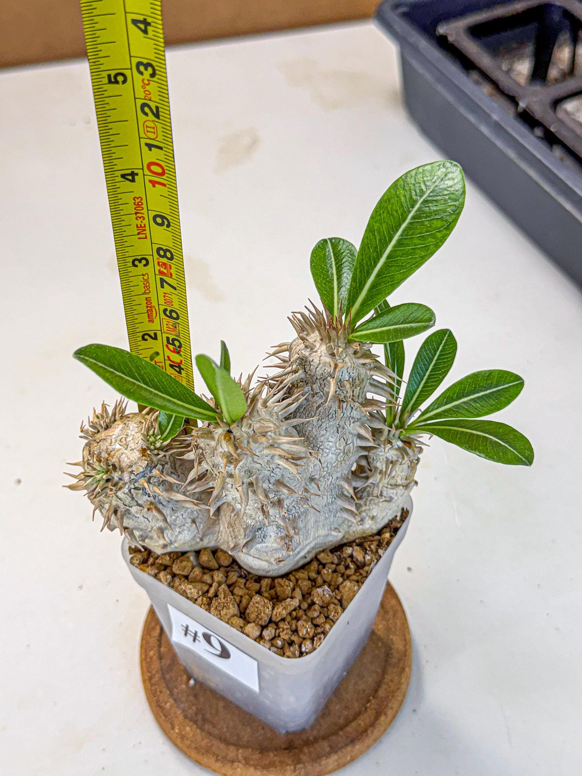 Brevicaule Baker (9) | Rare Plants