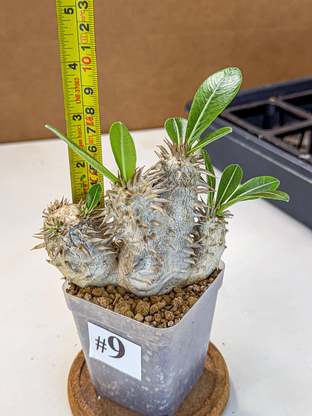 Brevicaule Baker (9) | Rare Plants