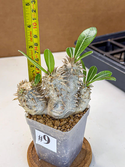 Brevicaule Baker (9) | Rare Plants