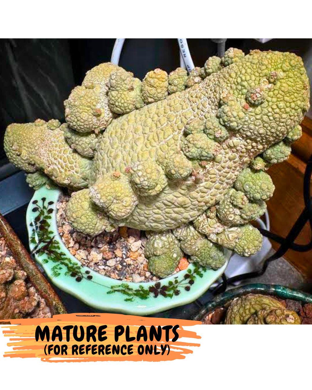 Pseudolithos Migiurtinus (4) | Rare Cactus