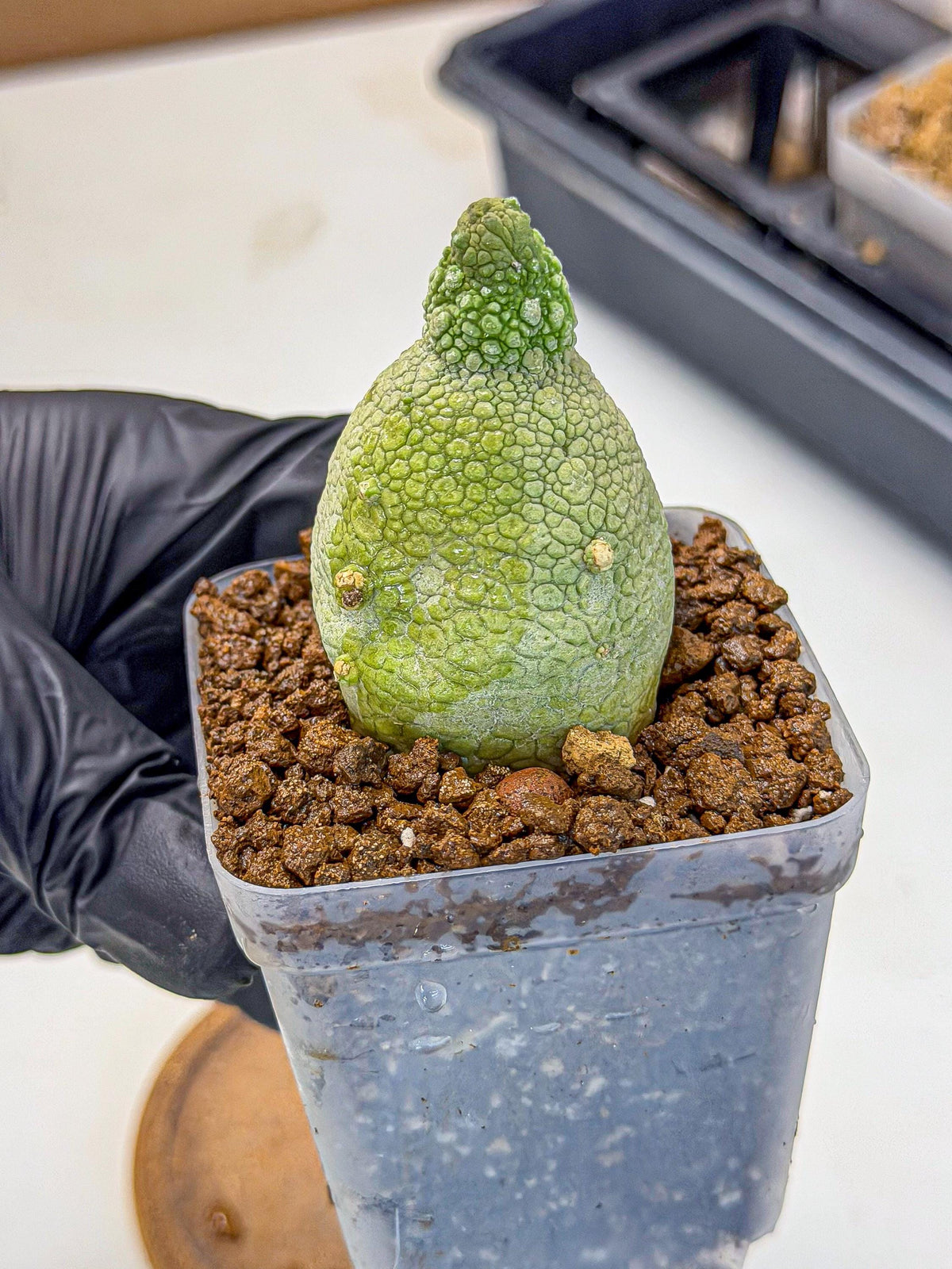 Pseudolithos Migiurtinus (2) | Rare Cactus