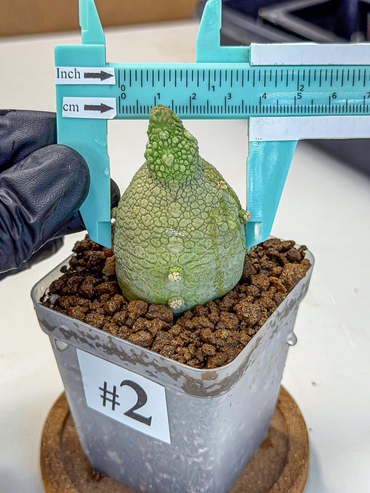 Pseudolithos Migiurtinus (2) | Rare Cactus