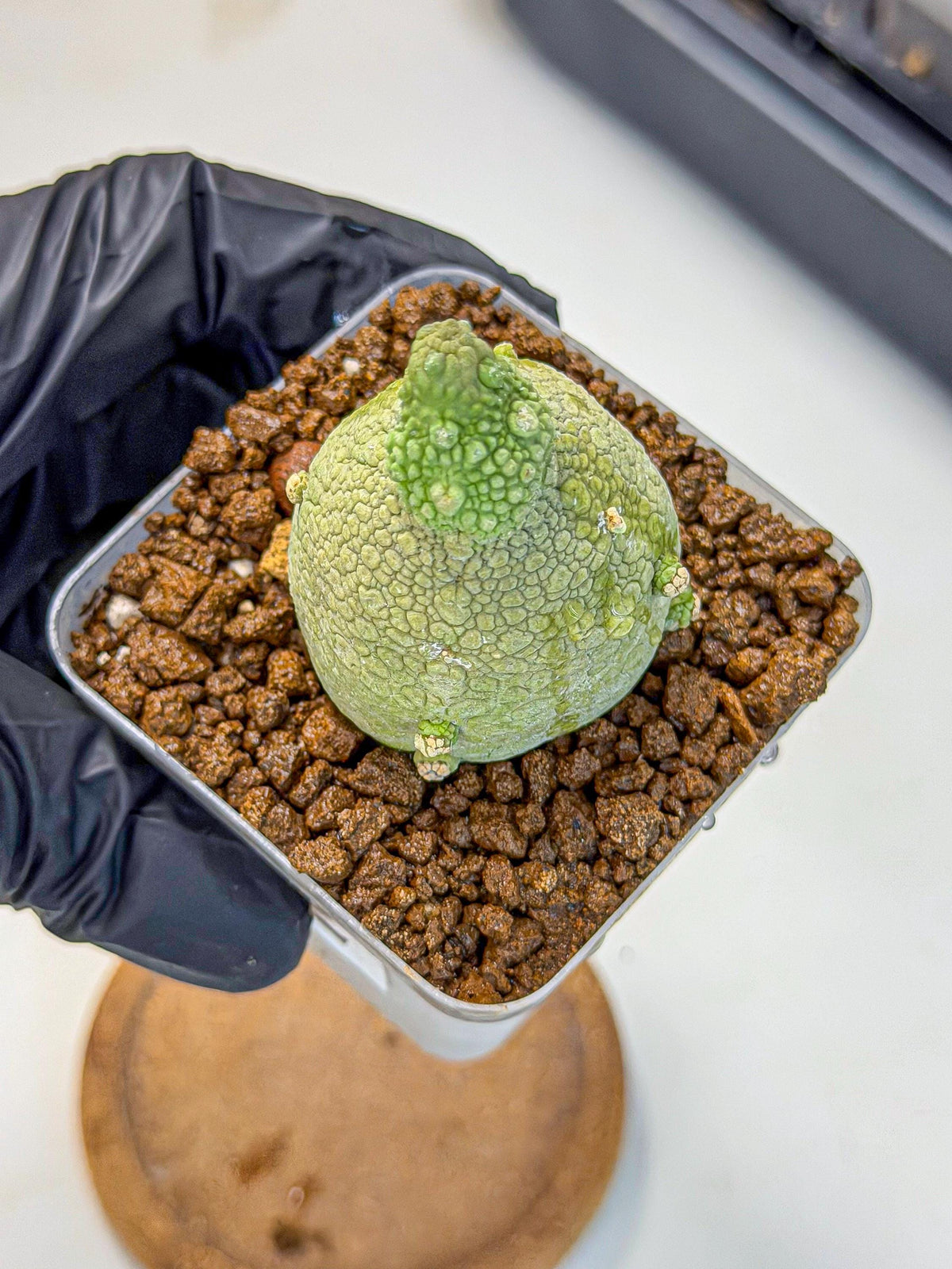 Pseudolithos Migiurtinus (2) | Rare Cactus