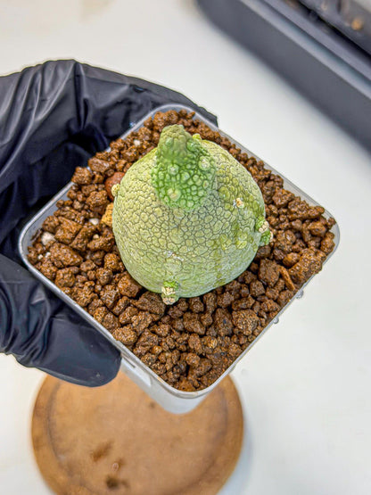 Pseudolithos Migiurtinus (2) | Rare Cactus