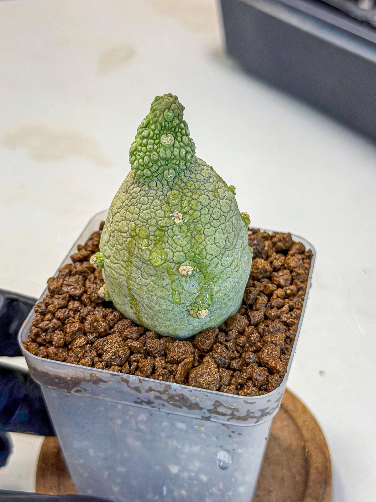 Pseudolithos Migiurtinus (2) | Rare Cactus