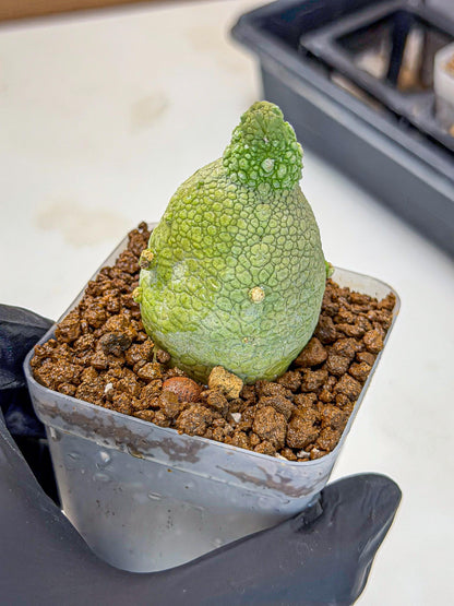 Pseudolithos Migiurtinus (2) | Rare Cactus