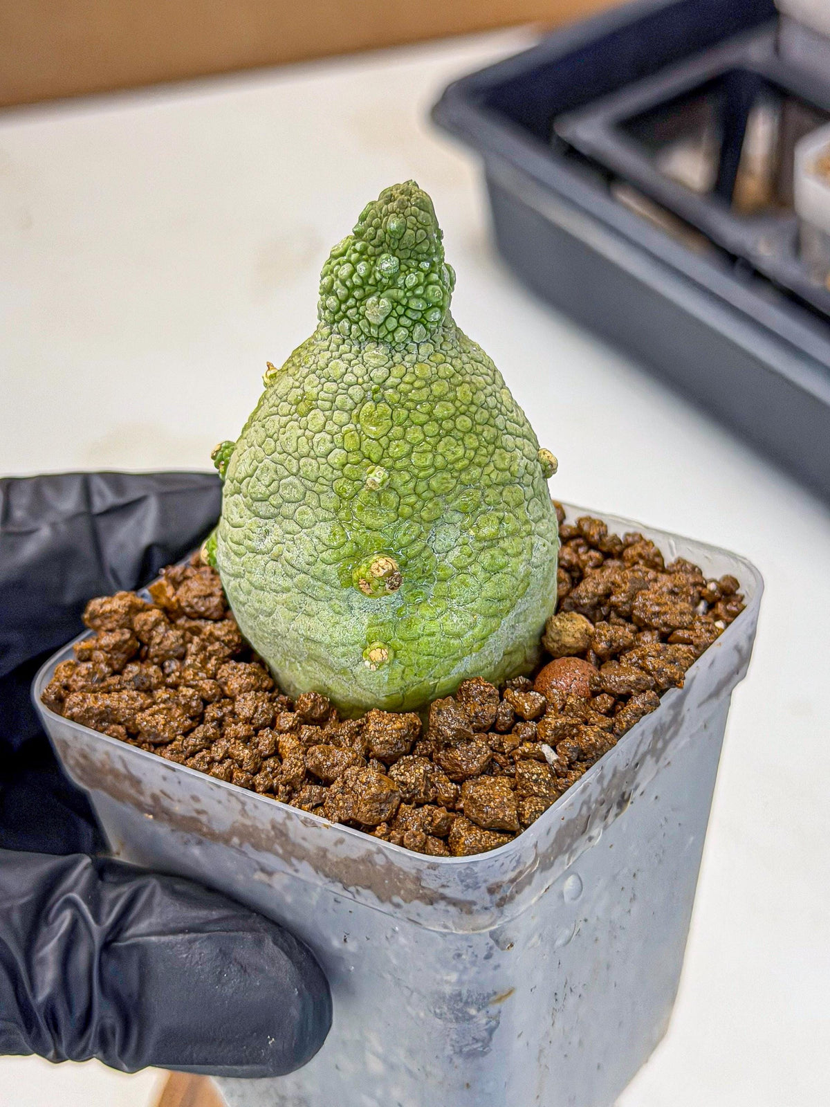 Pseudolithos Migiurtinus (2) | Rare Cactus