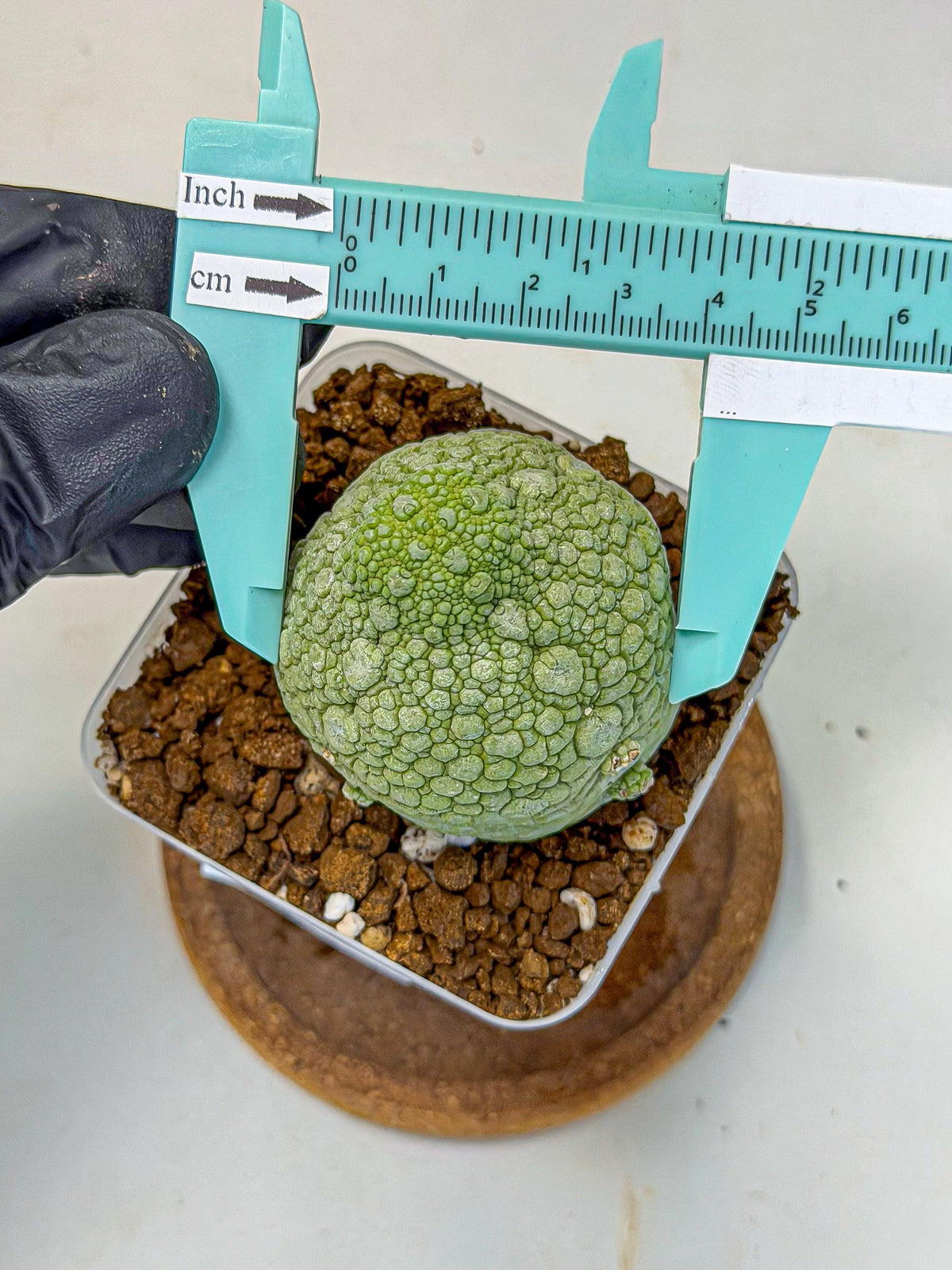 Pseudolithos Migiurtinus (4) | Rare Cactus