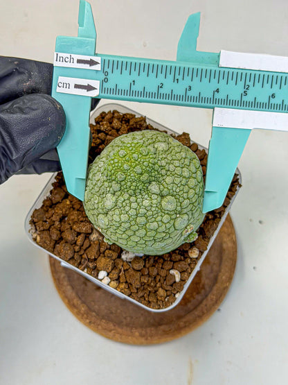 Pseudolithos Migiurtinus (4) | Rare Cactus