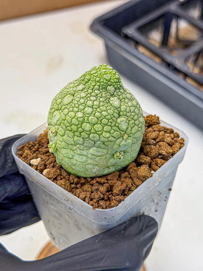 Pseudolithos Migiurtinus (4) | Rare Cactus