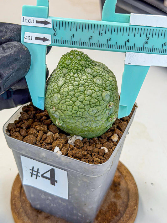 Pseudolithos Migiurtinus (4) | Rare Cactus